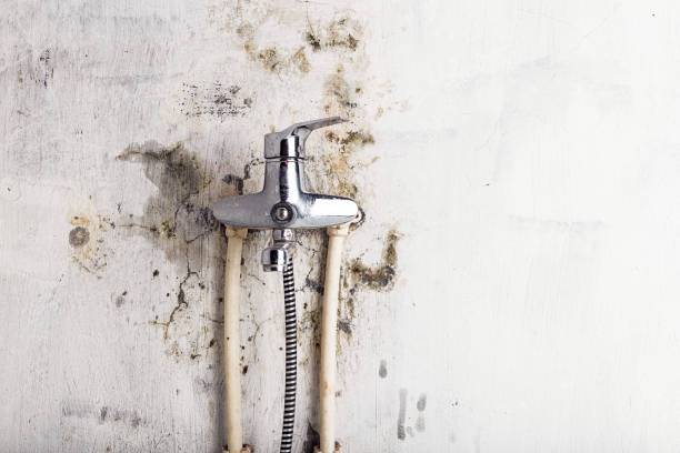 Best Toxic Mold Removal  in Laurel Hollow, NY
