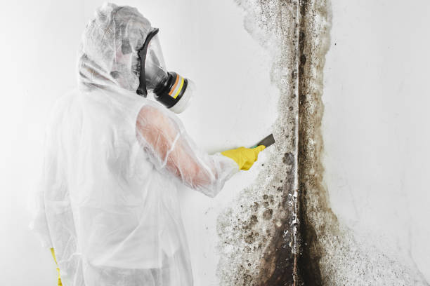 Certified Mold Removal in Laurel Hollow, NY