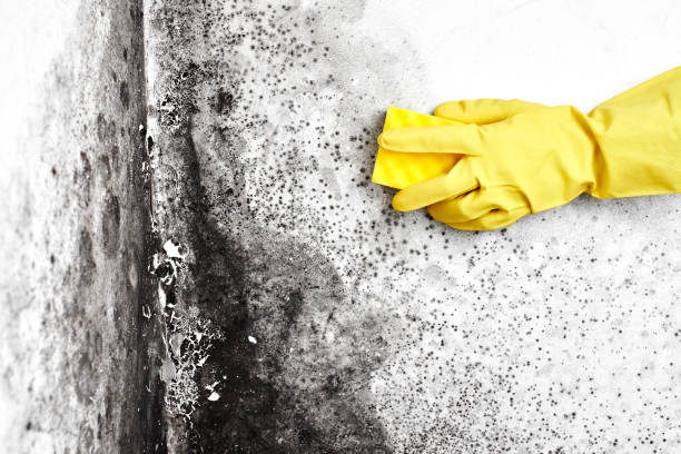 Best Mold Cleaning Services  in Laurel Hollow, NY