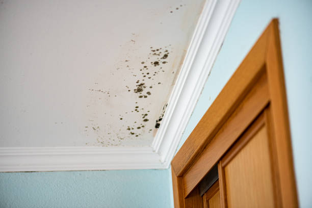 Mold Removal Process in Laurel Hollow, NY
