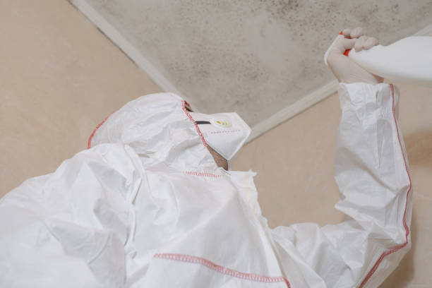 Best Certified Mold Removal  in Laurel Hollow, NY