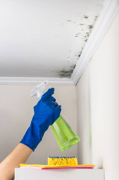 Best Mold Remediation Experts  in Laurel Hollow, NY